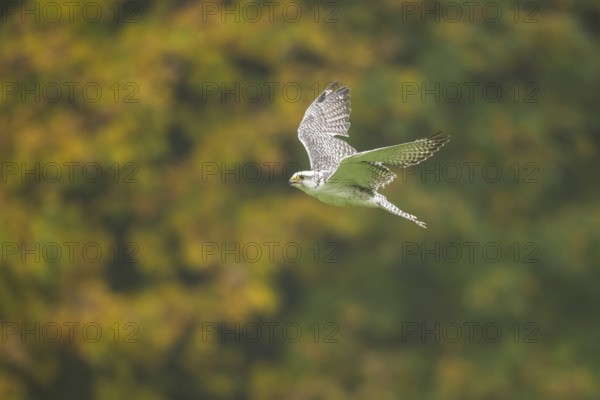 Saker falcon (Falco cherrug) flying, autumn, Bavaria, Germany