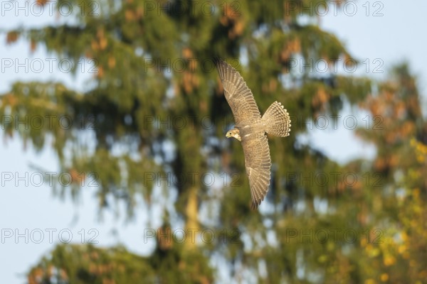 Peregrine falcon (Falco peregrinus) flying, autumn, Bavaria, Germany