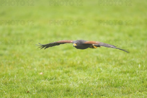 Harris's hawk (Parabuteo unicinctus) flying over a meadow, autumn, Bavaria, Germany