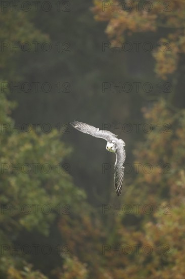 Saker falcon (Falco cherrug) flying, autumn, Bavaria, Germany