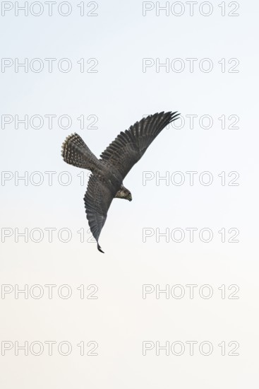 Peregrine falcon (Falco peregrinus) flying, autumn, Bavaria, Germany