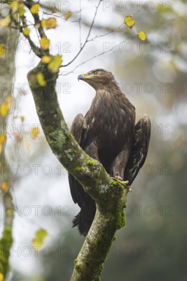 Steppe eagle (Aquila nipalensis) sitting in a tree in autumn, Bavaria, Germany