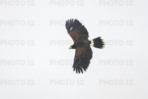 Harris's hawk (Parabuteo unicinctus) flying in the sky, autumn, Bavaria, Germany