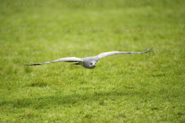 Black-chested buzzard-eagle (Geranoaetus melanoleucus) flying over a meadow, Germany