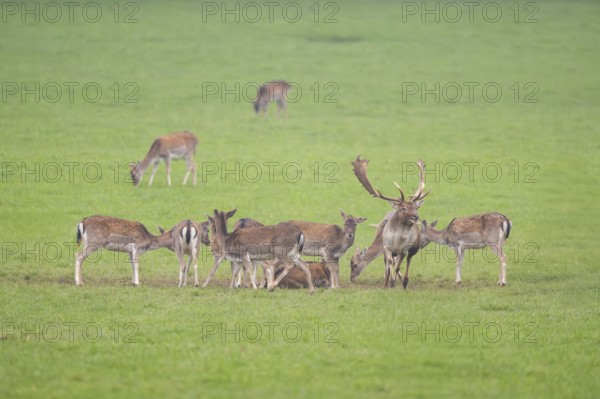 European fallow deer (dama dama) buck with his pack during the rutting season on a meadow in autumn, Bavaria, Germany