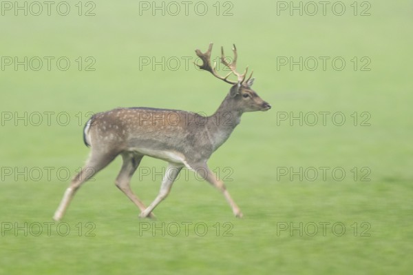 European fallow deer (dama dama) buck running on a meadow in autumn, Bavaria, Germany