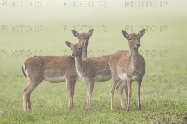 European fallow deer (dama dama) doe standing on a meadow on a foggy day in autumn, Bavaria, Germany