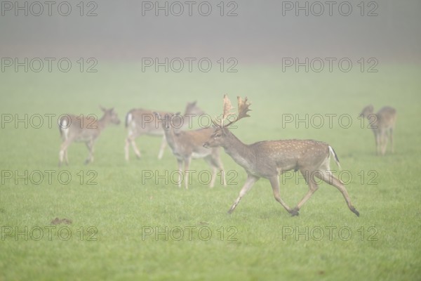 European fallow deer (dama dama) buck with its pack during the mating season on a meadow on a foggy day in autumn, Bavaria, Germany