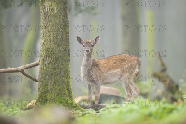 European fallow deer (dama dama) doe standing in a forest in autumn, Bavaria, Germany