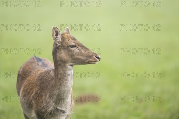 European fallow deer (dama dama) doe standing on a meadow in autumn, portrait, Bavaria, Germany