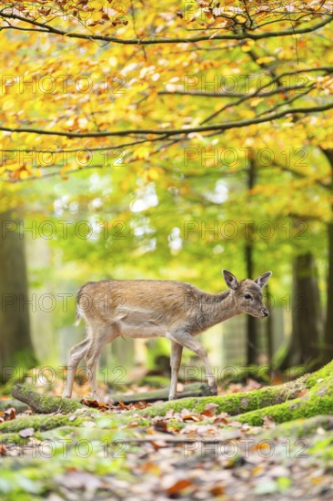 European fallow deer (dama dama) fawn walking in a forest on a foggy day in autumn, Bavaria, Germany