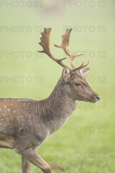 European fallow deer (dama dama) buck on a meadow on a foggy day in autumn, Bavaria, Germany