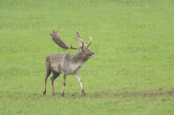 European fallow deer (dama dama) buck standing on a meadow in autumn, roaring, Bavaria, Germany