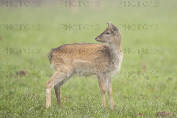 European fallow deer (dama dama) fawn standing on a meadow on a foggy day in autumn, Bavaria, Germany