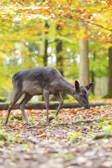 European fallow deer (dama dama) doe walking in a forest on a foggy day in autumn, Bavaria, Germany