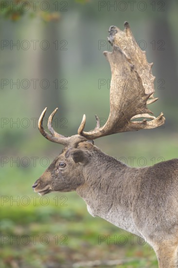 European fallow deer (dama dama) buck in a forest on a foggy day in autumn, portrait, Bavaria, Germany