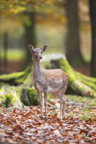 European fallow deer (dama dama) doe standing in a forest in autumn, Bavaria, Germany