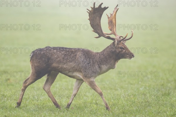 European fallow deer (dama dama) buck on a meadow on a foggy day in autumn, Bavaria, Germany