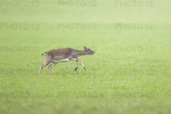 European fallow deer (dama dama) doe running on a meadow in autumn, Bavaria, Germany