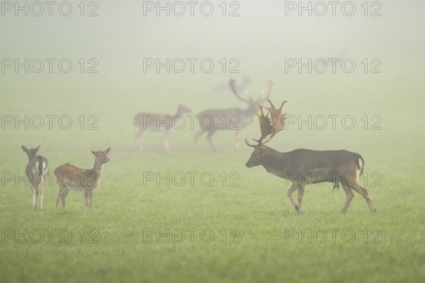European fallow deer (dama dama) buck with its pack during the mating season on a meadow on a foggy day in autumn, Bavaria, Germany