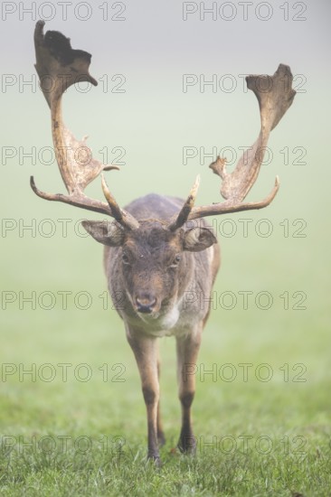 European fallow deer (dama dama) buck on a meadow on a foggy day in autumn, Bavaria, Germany