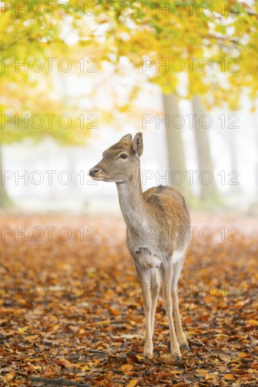 European fallow deer (dama dama) doe standing in a forest on a foggy day in autumn, Bavaria, Germany