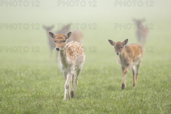 European fallow deer (dama dama) doe walking on a meadow on a foggy day in autumn, Bavaria, Germany