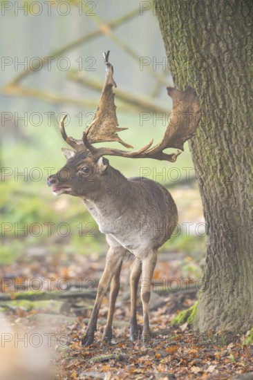 European fallow deer (dama dama) buck roaring in a forest on a foggy day in autumn, Bavaria, Germany