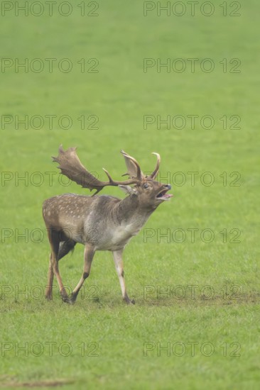 European fallow deer (dama dama) buck standing on a meadow in autumn, roaring, Bavaria, Germany