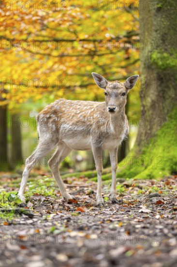 European fallow deer (dama dama) doe walking in a forest on a foggy day in autumn, Bavaria, Germany