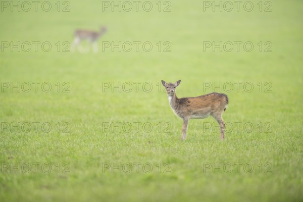 European fallow deer (dama dama) doe standing on a meadow in autumn, Bavaria, Germany