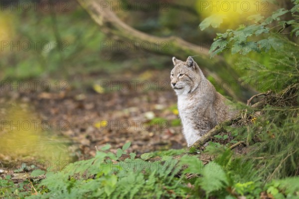 Eurasian lynx (Lynx lynx) sitting in a forest in autumn, Bavaria, Germany