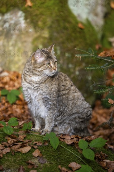 European wildcat (Felis silvestris silvestris) sitting in a forest in autumn, Bavaria, Germany