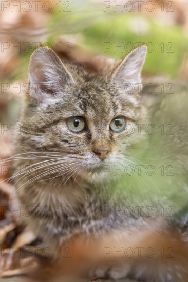 European wildcat (Felis silvestris silvestris) in a forest in autumn, portrait, Bavaria, Germany