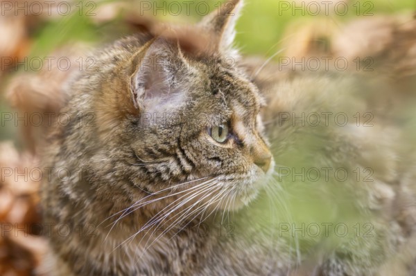 European wildcat (Felis silvestris silvestris) in a forest in autumn, portrait, Bavaria, Germany
