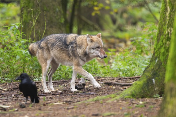 Eurasian wolf (Canis lupus lupus) walking in a forest in autumn, Germany