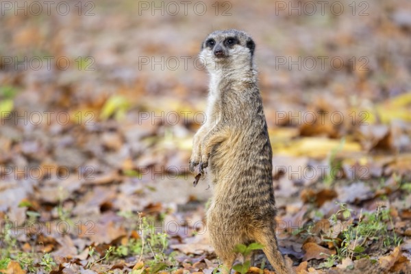 Meerkat (Suricata suricatta) standing on the ground in autumn, Germany