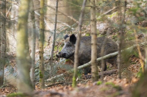 Wild boar (Sus scrofa) standing in a forest, Bavaria, Germany