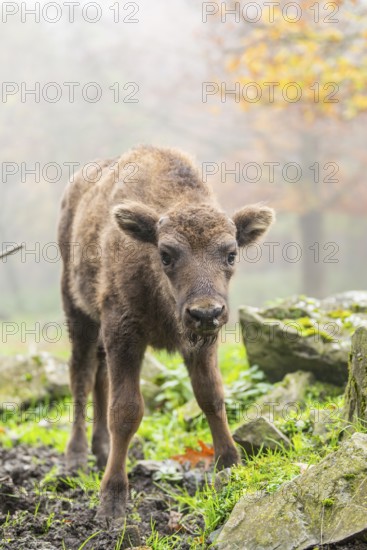European bison (Bison bonasus) calf (youngster) standing on a clearing of a forest in autumn, Bavaria, Germany