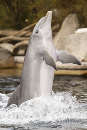 Common bottlenose dolphin (Tursiops truncatus), animal portrait, captive, Germany