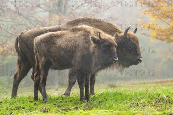 European bison (Bison bonasus) standing on a clearing of a forest in autumn, Bavaria, Germany