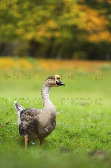 Domestic goose / swan goose (Anser cygnoides) standing on a meadow, Bavaria, Germany