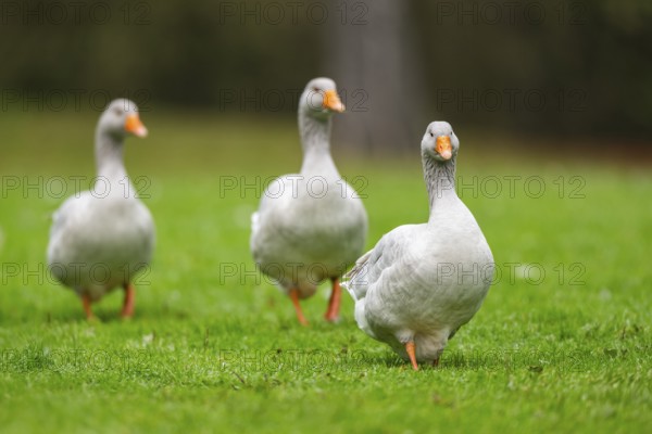 Greylag goose (Anser anser) walking on a meadow, Bavaria, Germany