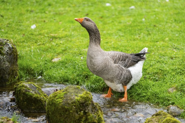 Greylag goose (Anser anser) standing on a little river, Bavaria, Germany