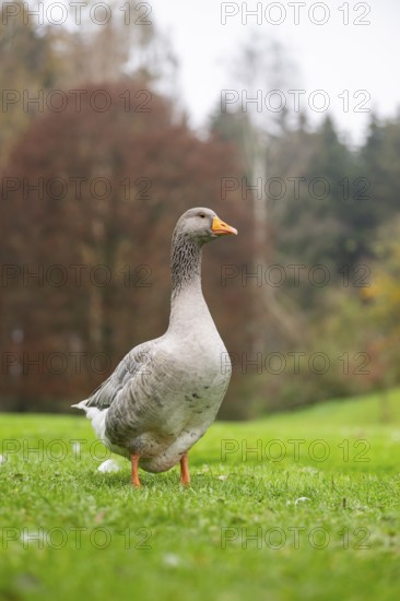 Greylag goose (Anser anser) standing on a meadow, Bavaria, Germany