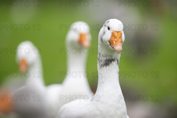 Domestic goose (Anser Anser domesticus) walking on a meadow, portrait, Bavaria, Germany