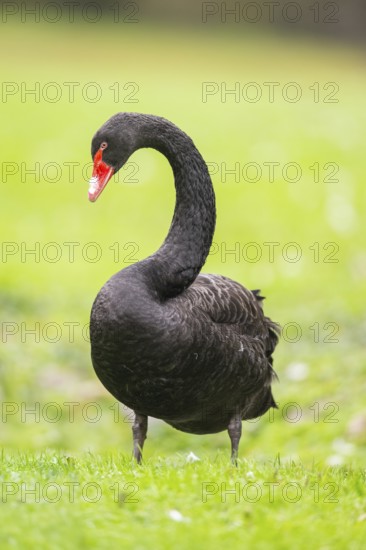 Black swan (Cygnus atratus) standing on a meadow, Bavaria, Germany