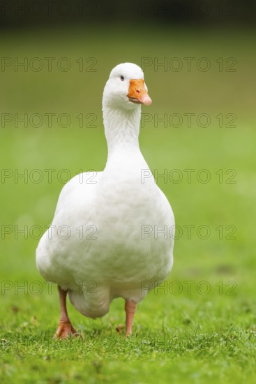 Domestic goose (Anser Anser domesticus) walking on a meadow, Bavaria, Germany