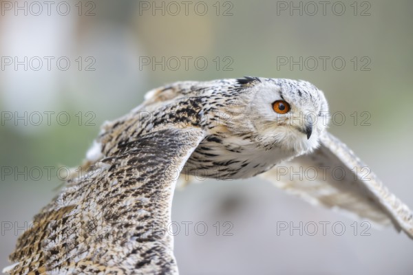 Siberian eagle-owl (Bubo bubo sibiricus) flying, autumn, Bavaria, Germany