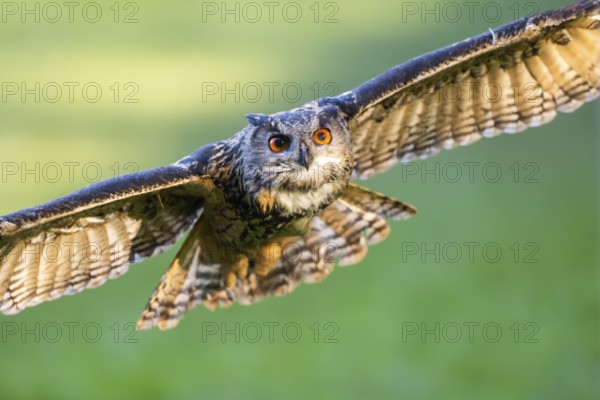 Eurasian eagle-owl (Bubo bubo) flying over a meadow, autumn, Bavaria, Germany